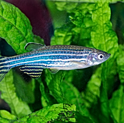 Zebra Fish